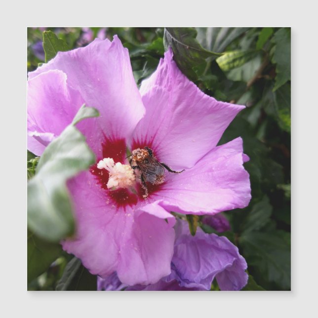 Bumblebee on Hibiscus Flower Magnetic Card (Front)
