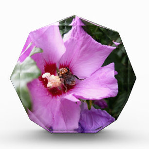 Bumblebee on Hibiscus Flower Photo Block