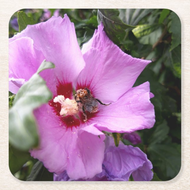 Bumblebee on Hibiscus Flower Square Paper Coaster (Front)