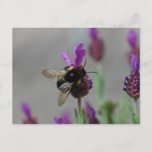 Bumblebee on lavender postcard