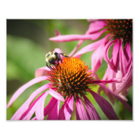 Bumblebee on Purple Coneflower Nature Photography