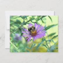 Bumblebee on Purple Daisy