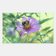 Bumblebee on Purple Daisy