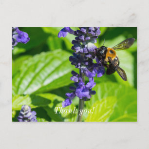 Bumblebee On Salvia Thank You Postcard