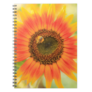 Bumblebee on sunflower, Community Garden Notebook