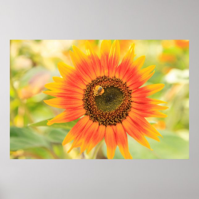 Bumblebee on sunflower, Community Garden Poster (Front)