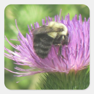 Bumblebee On Thistle Sticker