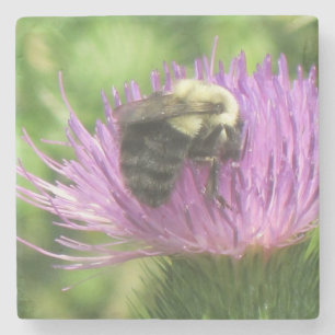 Bumblebee On Thistle Stone Coaster