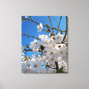 Bumblebee on wild cherry bloom canvas print