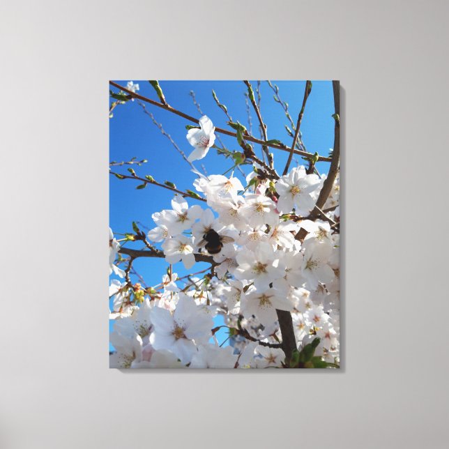 Bumblebee on wild cherry bloom canvas print (Front)