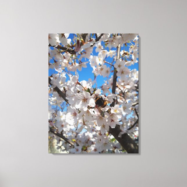 Bumblebee on wild cherry bloom canvas print (Front)