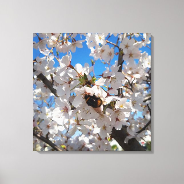 Bumblebee on wild cherry bloom canvas print (Front)