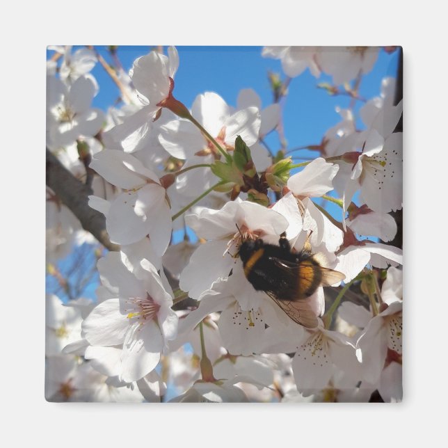 Bumblebee on wild cherry bloom magnet (Front)