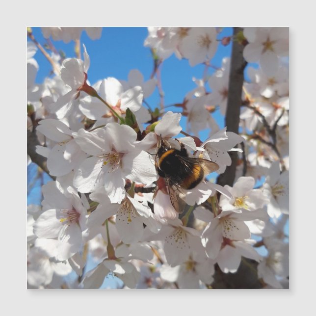 Bumblebee on wild cherry bloom , magnetic card (Front)