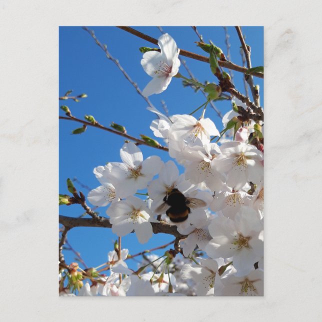Bumblebee on wild cherry bloom postcard (Front)