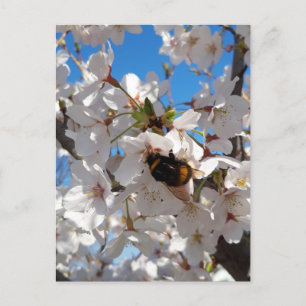Bumblebee on wild cherry bloom postcard