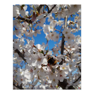 Bumblebee on wild cherry bloom poster