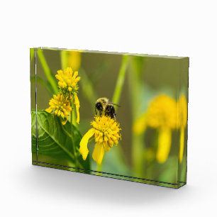 Bumblebee Photo Block