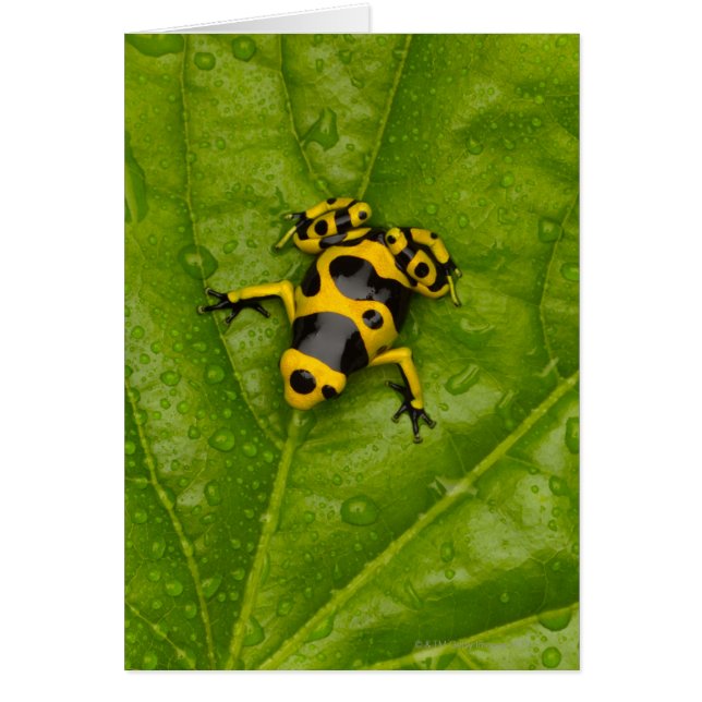 Bumblebee Poison Dart Frog (Front)