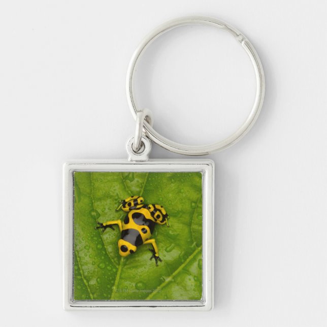 Bumblebee Poison Dart Frog Key Ring (Front)