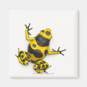 Bumblebee Poison Dart Frog Magnet