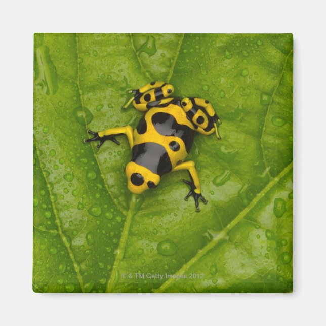 Bumblebee Poison Dart Frog Magnet (Front)