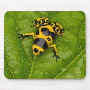 Bumblebee Poison Dart Frog Mouse Pad
