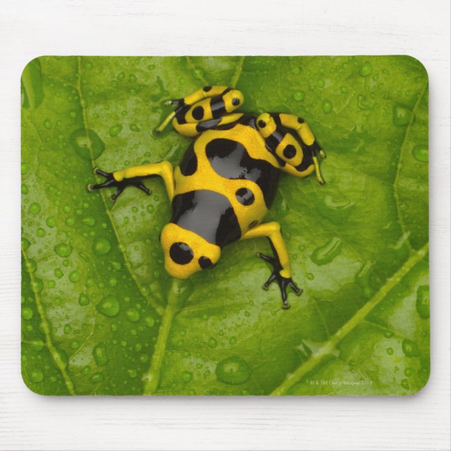 Bumblebee Poison Dart Frog Mouse Pad (Front)