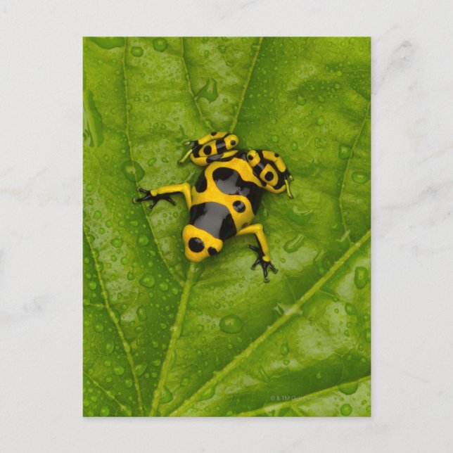 Bumblebee Poison Dart Frog Postcard (Front)