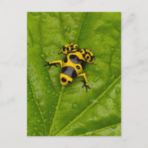 Bumblebee Poison Dart Frog Postcard
