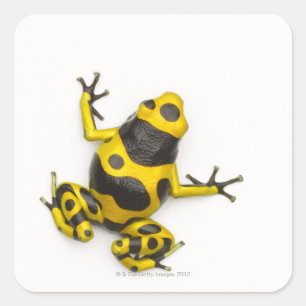 Bumblebee Poison Dart Frog Square Sticker