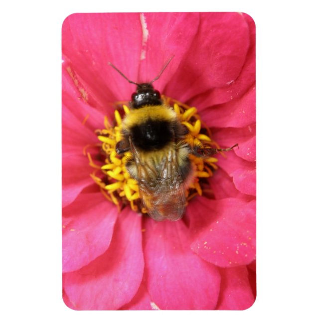 Bumblebee Premium Magnet (Vertical)