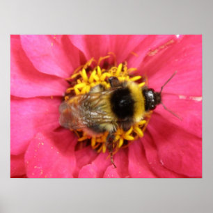 Bumblebee Print