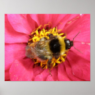 Bumblebee Print