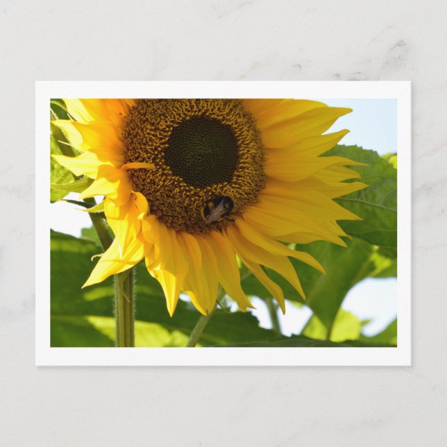Bumblebee & Sunflower Postcard (Front)