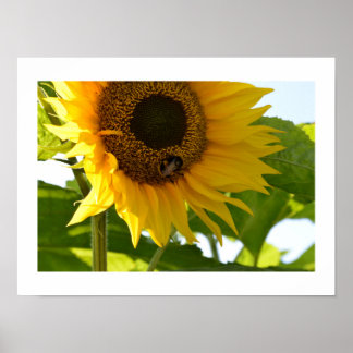 Bumblebee & Sunflower Poster