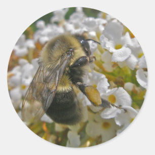 Bumblebee with Pollen Baskets Stickers