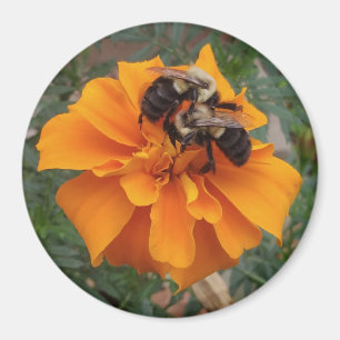 Bumblebees on Marigold Flower Magnet