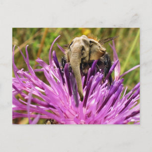 Bumblefant Postcard