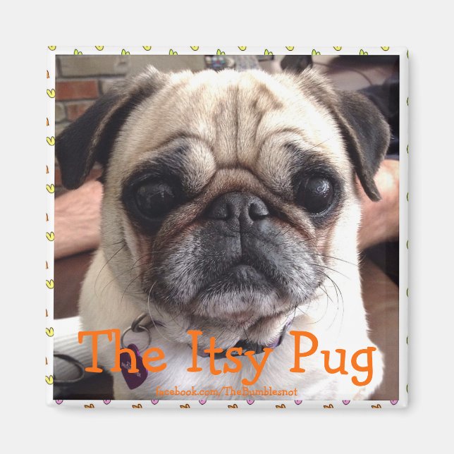 Bumblesnot magnet: The Itsy Pug Magnet (Front)