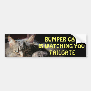 Bumper Cat is watching TAILGATE 15 Sticker