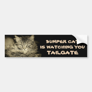 Bumper Cat is watching TAILGATE 34 Shades of Grey Bumper Sticker