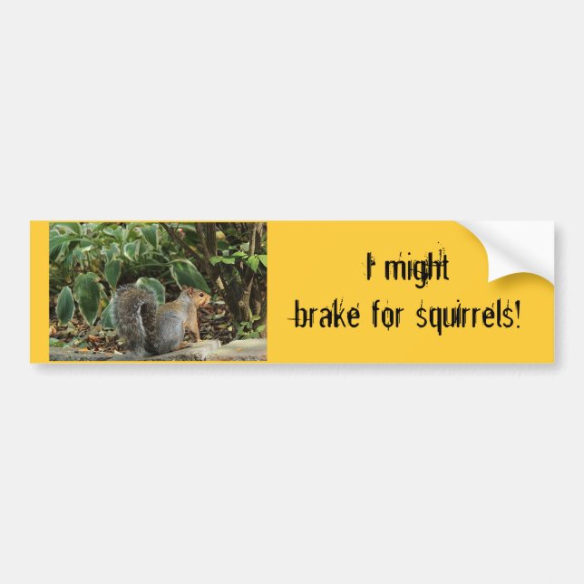Bumper Sticker about Squirrels (Front)