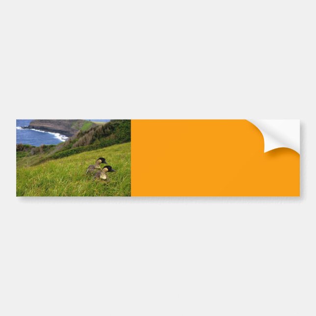 Bumper Sticker / Endangered Hawaiian Nene Geese (Front)