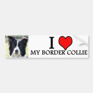 bumpersticker border collie bumper sticker