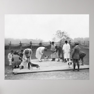 Bunch of Beagles, 1914 Poster