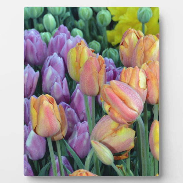 Bunch of colourful tulips plaque (Front)