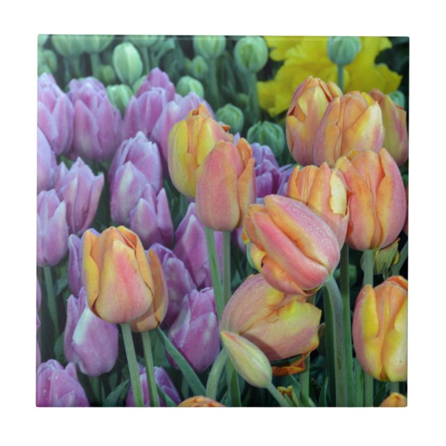 Bunch of colourful tulips tile (Front)