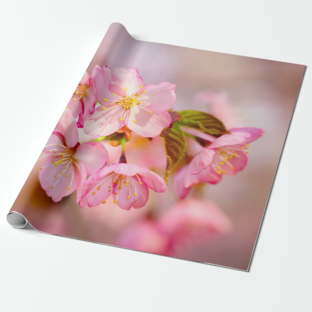 Bunch Of Fresh Pink Sakura Flowers On Pink Wrapping Paper (Unrolled)