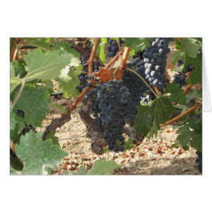 Bunch of Grapes